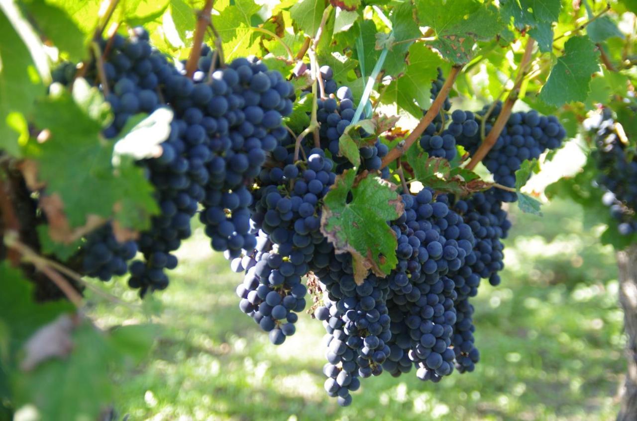Clos De Bertinat Saint-Sulpice-de-Faleyrens Екстериор снимка