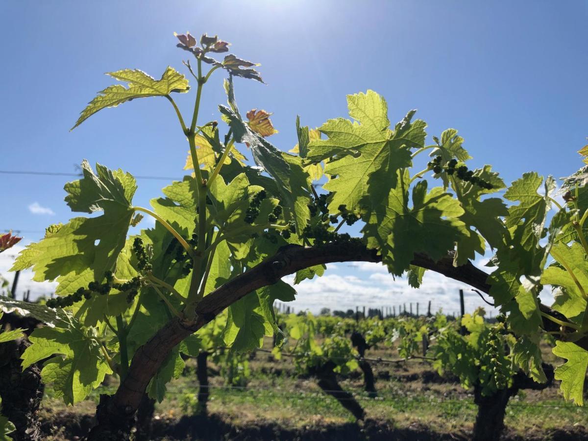 Clos De Bertinat Saint-Sulpice-de-Faleyrens Екстериор снимка