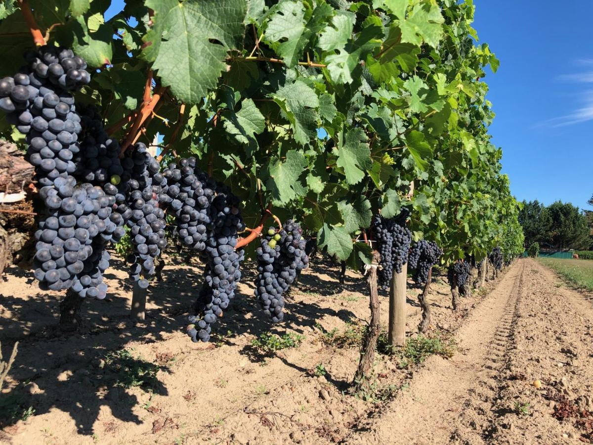 Clos De Bertinat Saint-Sulpice-de-Faleyrens Екстериор снимка
