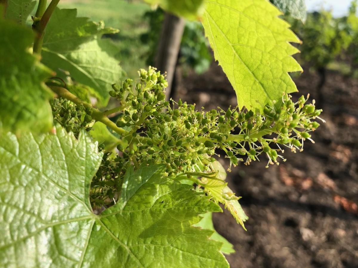 Clos De Bertinat Saint-Sulpice-de-Faleyrens Екстериор снимка